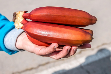 Red bananas in handの写真素材