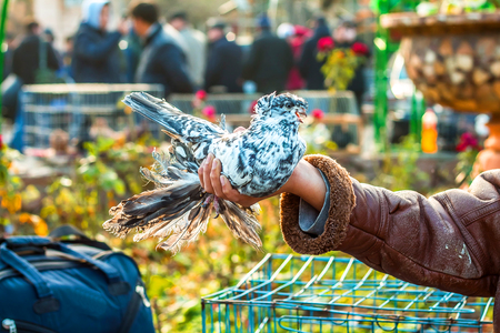 Bird pigeon in the hands at the exhibitionの写真素材