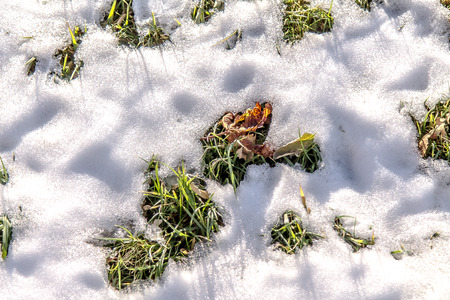 Autumn grass under the snow as a background.の写真素材
