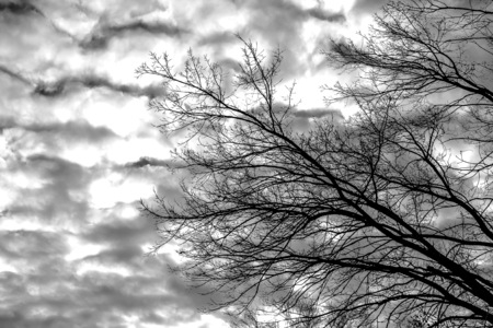 Silhouette of tree branches on sky background depressive landscape