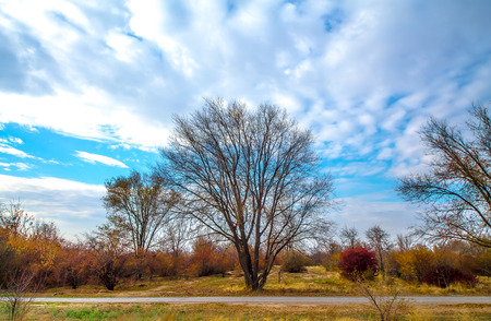 Wild autumn rural landscapeの写真素材