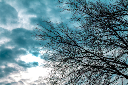 The branches of a dry tree silhouette against the backdrop of a stormy sky