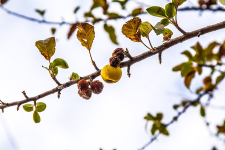 Ripen apples on a branch in autumnの写真素材