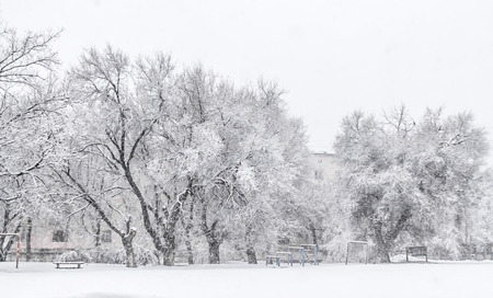 Trees in the snow during a snow blizzard landscapeの写真素材