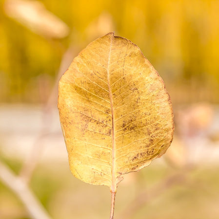 Dry autumn leaves on a tree landscape minimalismの写真素材