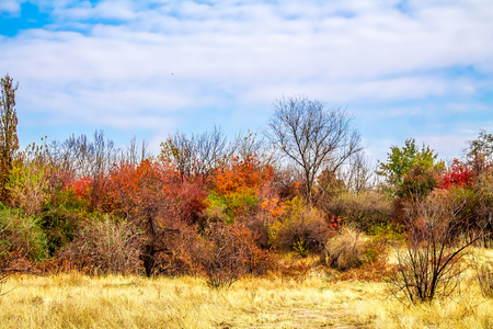 Wild autumn landscapeの写真素材