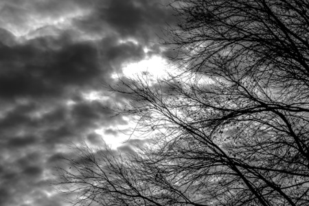 Silhouette of tree branches on sky background depressive landscapeの写真素材