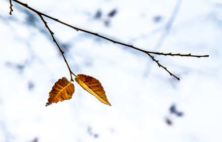 Dry autumn leaves on a tree landscape minimalismの写真素材