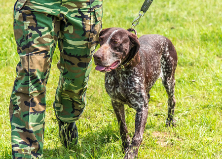 Hunting dog. Drathaarの写真素材