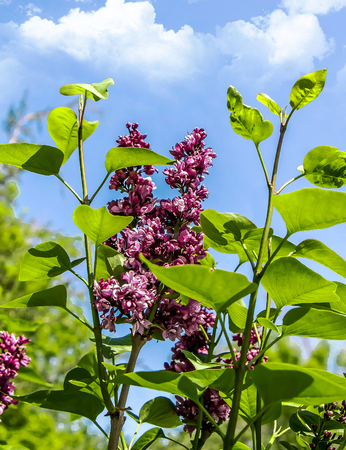 A branch of lilac against the sky