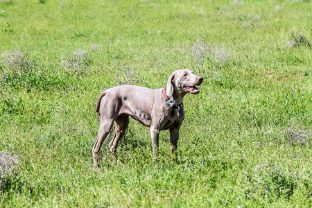 Weimaraner hunting dog in natureの写真素材