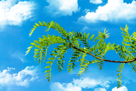 A branch of an acacia tree against the skyの写真素材