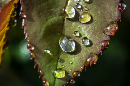 Water drops on the leaves of a rose. Beautiful background for a computer screen saver.の写真素材