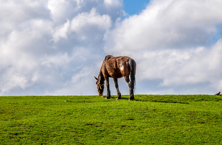 Old horse eating grass on a green hillの写真素材