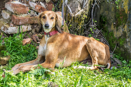 Dog of the Kazakh Hunting Hound breed. Tazyの写真素材