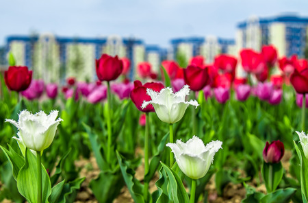 Blooming tulips. Field of multicolored tulips close-up as a concept of holiday and spring. Pink and purple tulips at a flower festival in Holland.の写真素材
