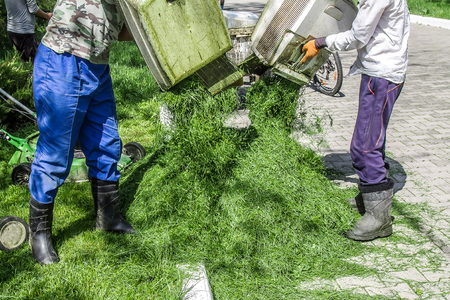 Mowing the lawn in the parkの写真素材