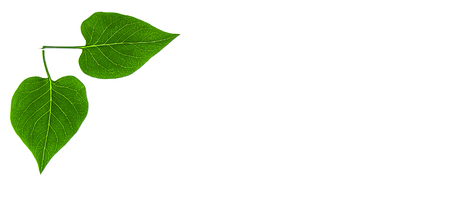 Leaves of plants on a white background with a place for an inscription.
