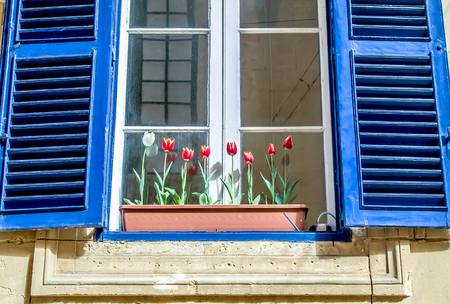 Flowers tulips on the windowの写真素材