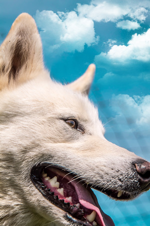 The muzzle of the dog against the sky