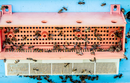 Close-up hole in nature for the beehive for bees with a device on the hive for collecting pollenの写真素材