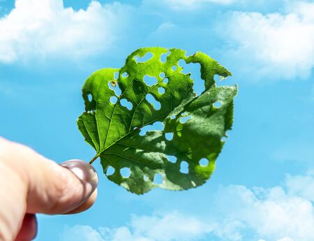 Green leaf of a tree pitted by insects in hand against the skyの写真素材