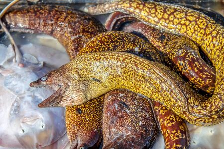 Different sea fish in a tray on the market for saleの写真素材