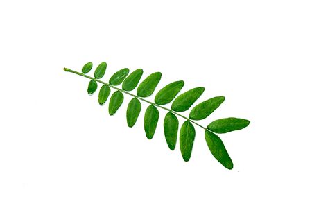 Acacia tree leaves on white backgroundの写真素材
