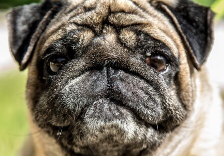Portrait of a pug breed dog close up on the streetの写真素材