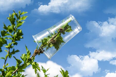 plastic cup on a branch of a green plant ecology