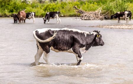 Cows resting in the water of a mountain river landscapeの写真素材