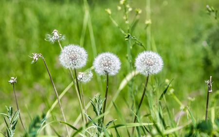 Dandelions flowers in green grass landscapeの写真素材