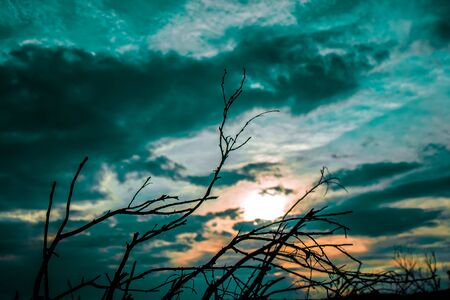 Silhouette of dry tree branches against the sky before a thunderstormの写真素材