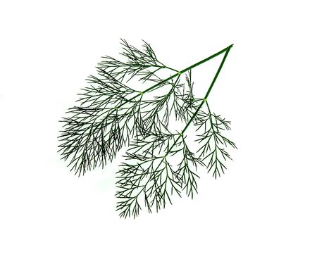 Fluffy green twig of dill plant on a white backgroundの写真素材