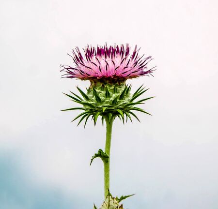 Medicinal plant flower thistle in natureの写真素材