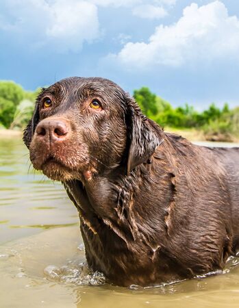 The dog is wet after swimming in the water on the shoreの写真素材