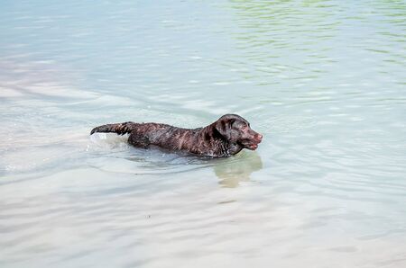 The dog swims in the water in the river and brings a stick.