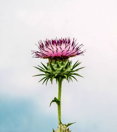 薊の写真 イラスト素材一覧 29 553件 ストックフォトのamanaimages Plus