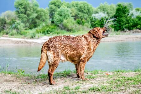The dog is wet after swimming in the water on the shoreの写真素材