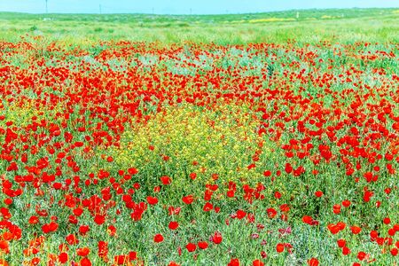 Field with red flowers steppe poppies in springの写真素材