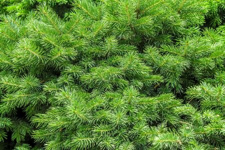 Fresh branches of a coniferous tree against the sky as a background. Free space for text.