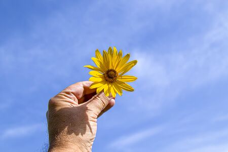 Yellow daisy flower in hand against the skyの写真素材