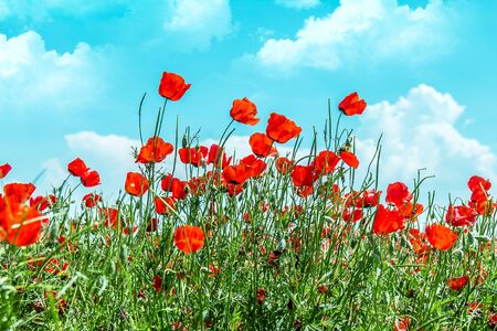 Field with red flowers steppe poppies in spring against the sky with clouds.の写真素材