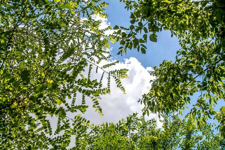 Twigs of a plant with green leaves against the skyの写真素材