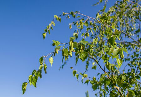 Branch of birch tree against the sky close upの写真素材