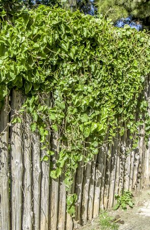 Climbing with old plants an old fence of wooden poles as a backgroundの写真素材