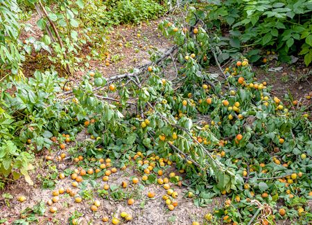 Fallen apricot fruit on the ground after a strong wind