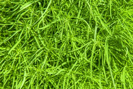 Bright green plant with small leaves as backgroundの写真素材