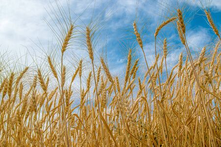 Ears of wheat on the field against the sky. Rural landscape. The concept of growing crops.の写真素材
