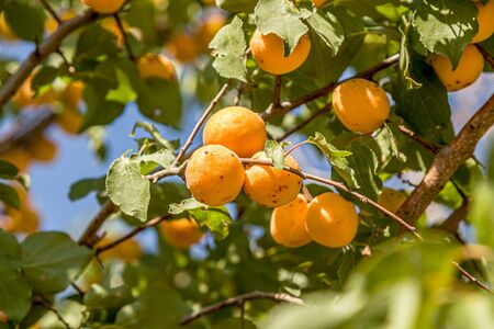 Fruit tree with apricot apricot fruits against the skyの写真素材